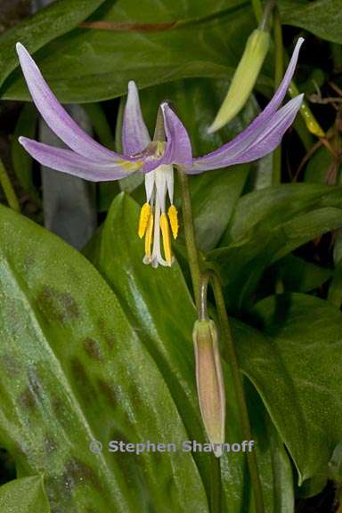 erythronium revolutum 6 graphic